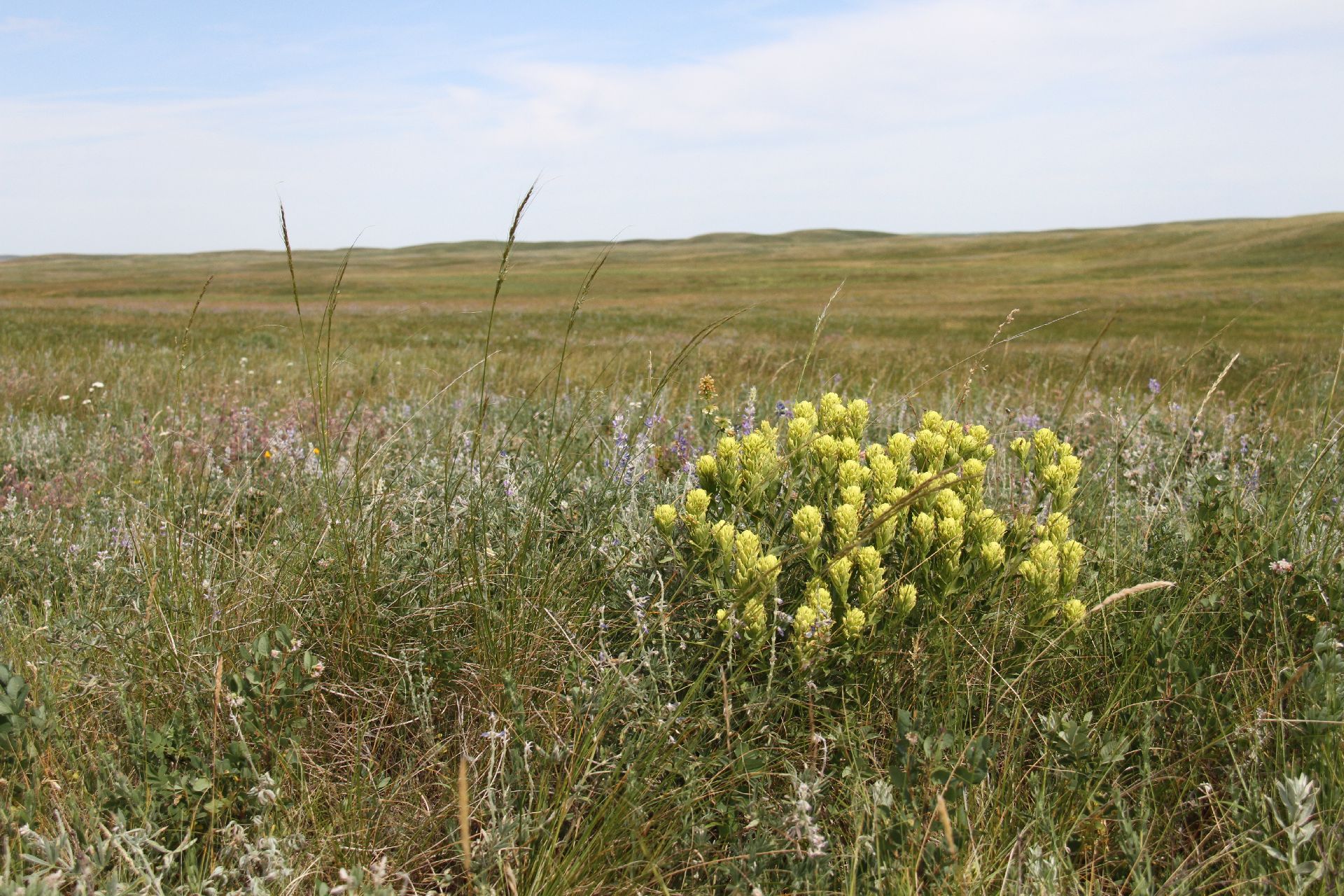 Milk River Ridge Grassland. Photo: Alberta Wilderness Association Milk River Ridge Grassland Photo